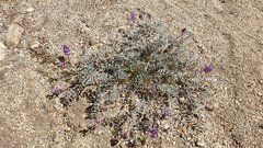 Astragalus palmeri