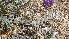 Astragalus palmeri