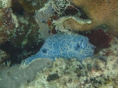 Haliclona caerulea