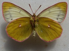 Colias canadensis