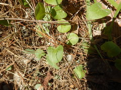 Centella erecta