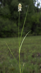 Carex sartwellii