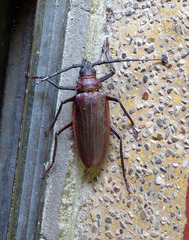 Braderochus levoiturieri