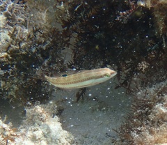 Halichoeres bivittatus