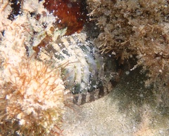 Chiton viridis