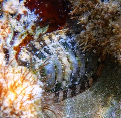 Chiton viridis