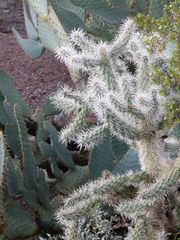 Cylindropuntia bigelovii