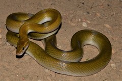 Coastal House Snake photo 2