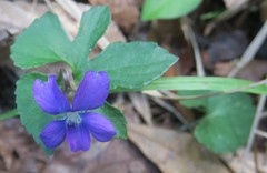 Viola septemloba