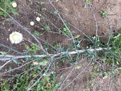 Rafinesquia californica
