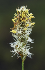 Carex sartwellii