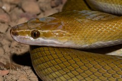 Coastal House Snake photo 3
