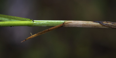 Carex sartwellii