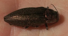 Image of Buprestis apricans