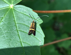 Nemophora degeerella