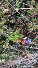 Gentiana bicuspidata