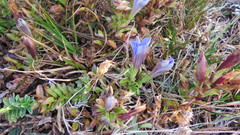 Gentiana bicuspidata