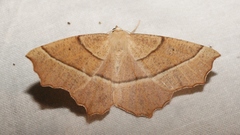 Gerinia honoraria