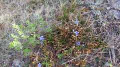 Gentiana bicuspidata