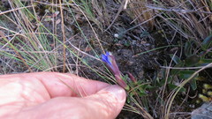 Gentiana bicuspidata