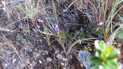 Gentiana bicuspidata