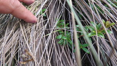 Gentiana bicuspidata