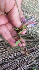 Gentiana bicuspidata