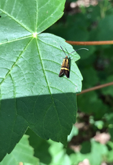 Nemophora degeerella