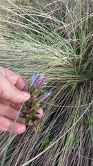 Gentiana bicuspidata