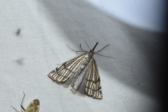 Chrysocramboides craterella