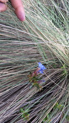 Gentiana bicuspidata
