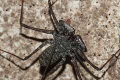 Phrynus operculatus