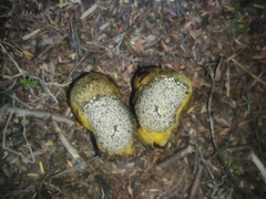 Pisolithus thermaeus