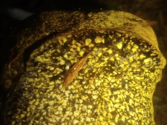 Pisolithus thermaeus