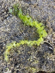 Ulva taeniata