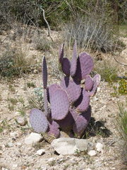 Opuntia santa-rita