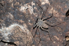 Phrynus operculatus