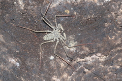 Phrynus operculatus