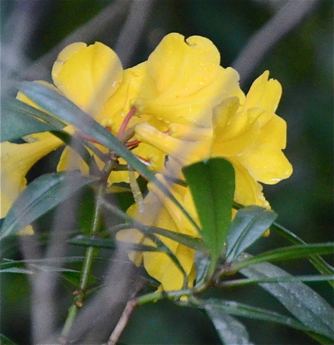 golden rhododendron (Rhododendron retivenium)