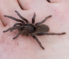 Brachionopus pretoriae