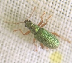 Polydrusus pterygomalis