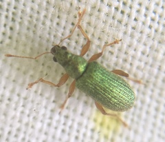 Polydrusus pterygomalis