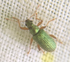 Polydrusus pterygomalis