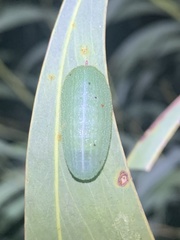 Chalcocelis albiguttatus