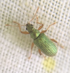 Polydrusus pterygomalis