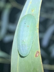 Chalcocelis albiguttatus