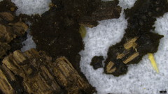 Fungi