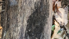 Fungi