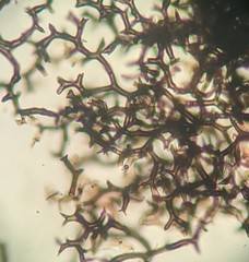 Fungi