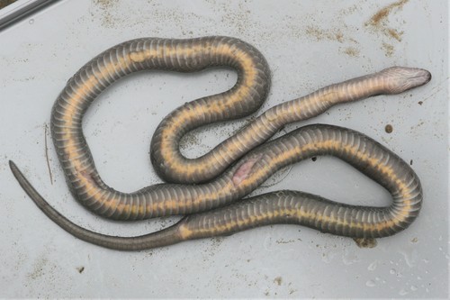 Hallowell's House Snake